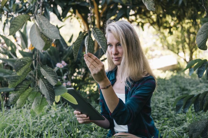 Disease and Pest Assessment