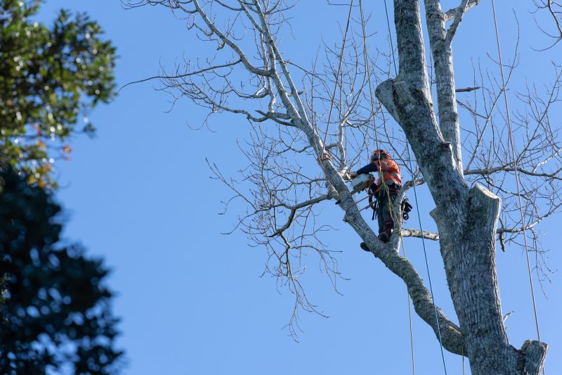 Professional Arborist at Work