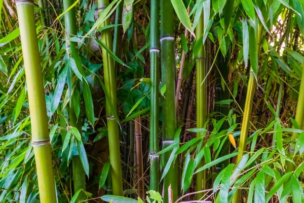 Cost of Bamboo Trimming in Herndon