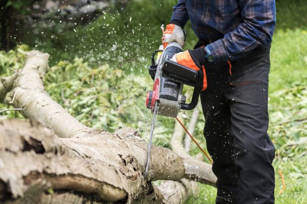 Cost of Branch Removal Service in Herndon