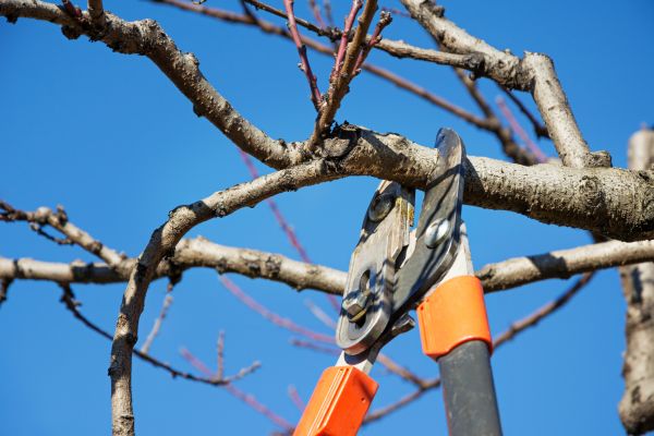 Cost of Tree Shearing in Herndon