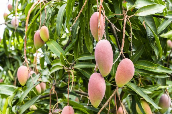 Cost of Mango Tree Trimming in Herndon