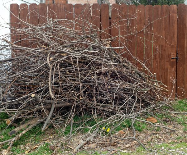 Cost of Dead Branch Removal in Herndon