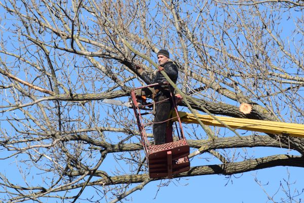 Cost of Emergency Tree Trimming in Herndon