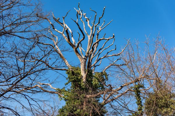 Cost of Deadwood Removal in Herndon