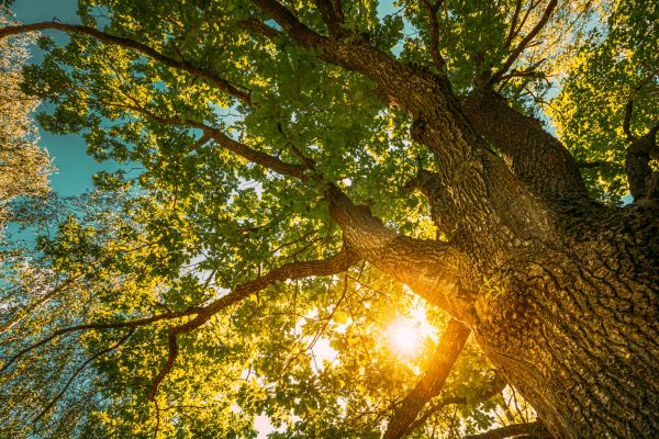 Cost of Oak Tree Pruning in Herndon