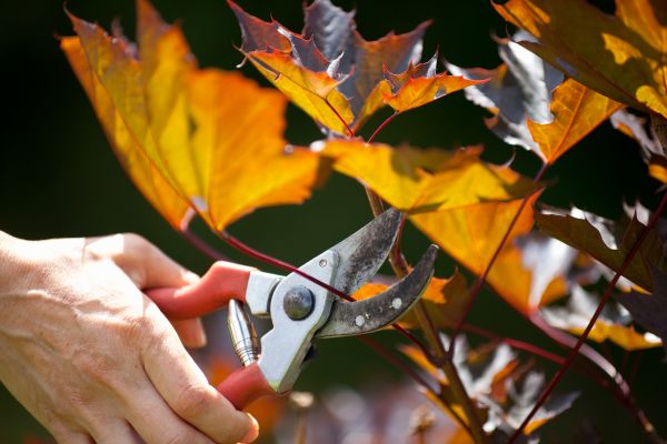 Cost of Maple Tree Pruning in Herndon