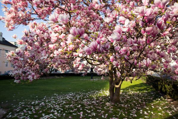 Cost of Magnolia Tree Pruning in Herndon