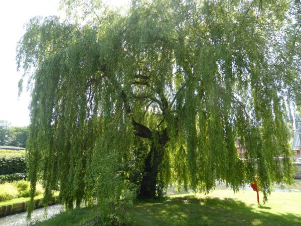 Cost of Willow Tree Trimming in Herndon