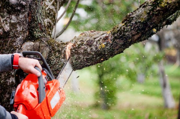 Cost of Tree Limbs Removal in Herndon