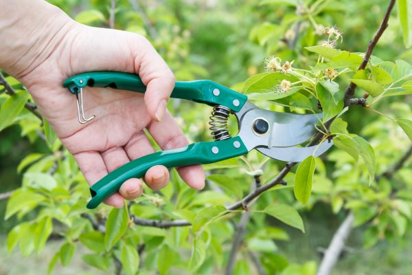 Cost of Pear Tree Pruning in Herndon
