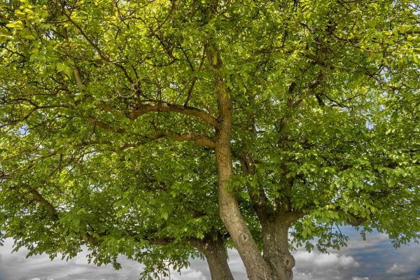 Cost of Walnut Tree Trimming in Herndon