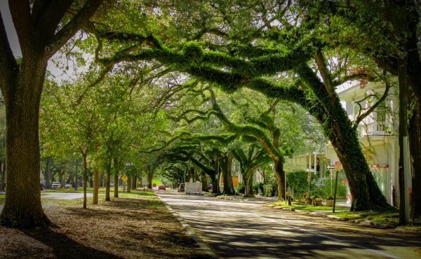 Cost of Tree Canopy Thinning in Herndon