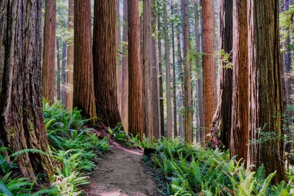 Cost of Redwood Tree Trimming in Herndon