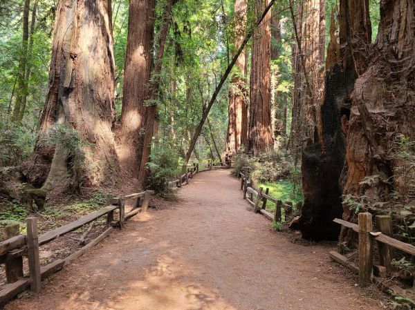 Cost of Redwood Tree Pruning in Herndon