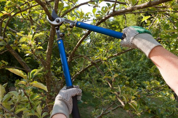 Cost of Residential Tree Pruning in Herndon