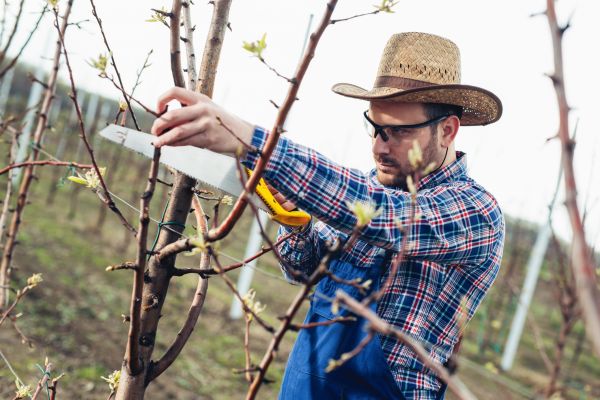 Cost of Orchard Tree Pruning in Herndon