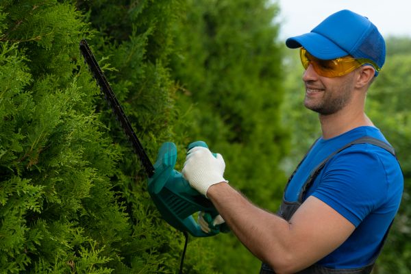 Cost of Tree Shaping Service in Herndon