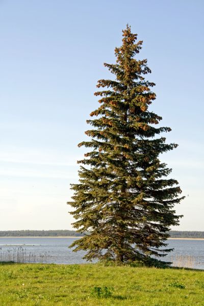 Cost of Spruce Tree Pruning in Herndon