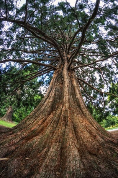 Cost of Cedar Tree Pruning in Herndon