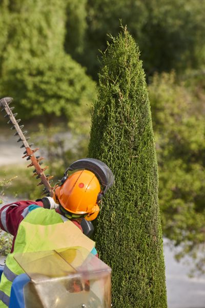 Cost of Cypress Tree Trimming in Herndon