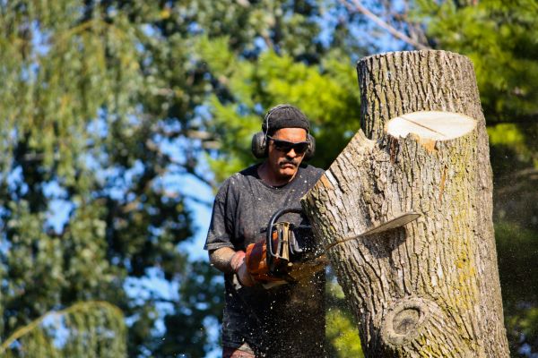 Cost of Ash Tree Pruning in Herndon