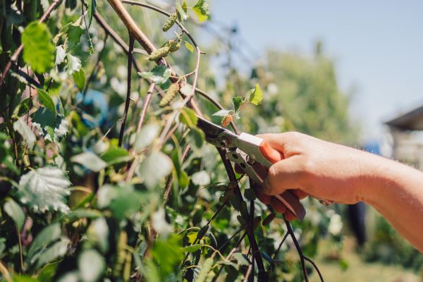 Cost of Birch Tree Pruning in Herndon