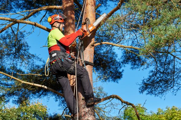 Cost of Canopy Pruning in Herndon