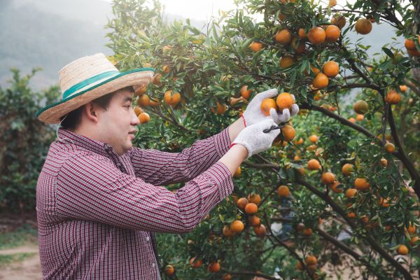 Cost of Orange Tree Pruning in Herndon