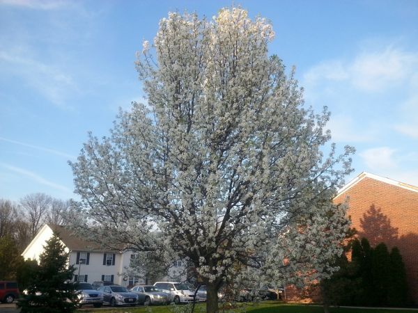 Cost of Bradford Pear Tree Pruning in Herndon