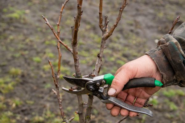 Cost of Pear Trees Pruning in Herndon