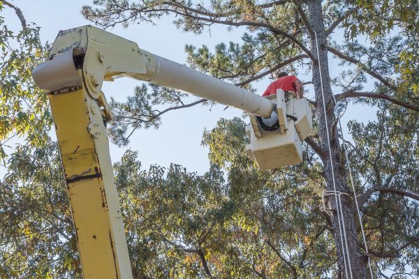 Cost of Limbs Trimming in Herndon
