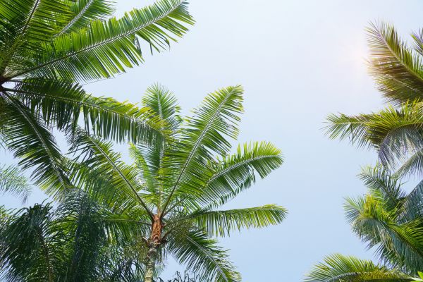 Cost of Queen Palm Tree Trimming in Herndon