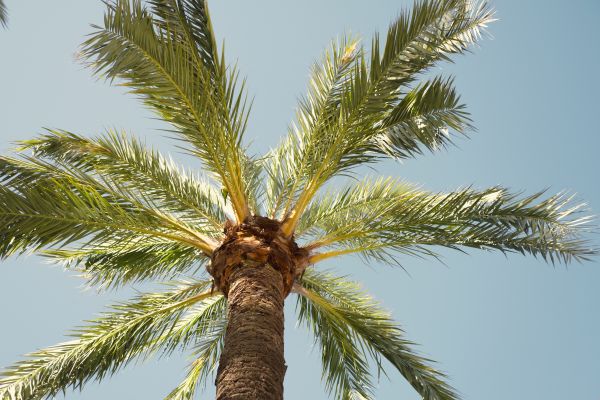 Cost of Queen Palm Pruning in Herndon