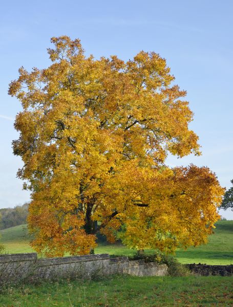 Cost of Hickory Tree Trimming in Herndon