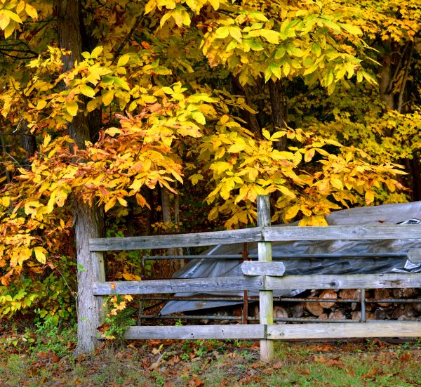 Cost of Hickory Tree Pruning in Herndon