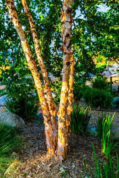 Cost of River Birch Trimming in Herndon