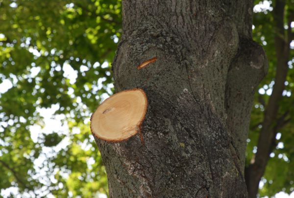 Cost of Limb Cutting in Herndon