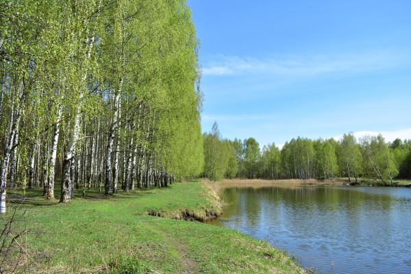 Cost of River Birch Pruning in Herndon