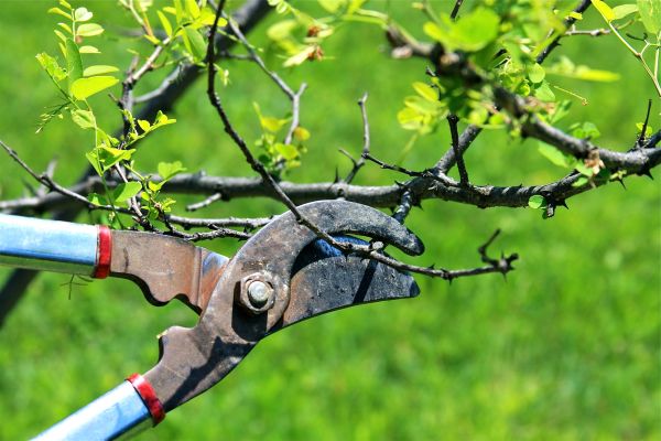 Cost of Branches Pruning in Herndon