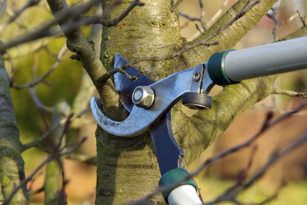 Cost of Tree Limb Trimming Service in Herndon