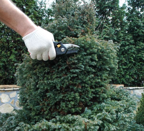 Cost of Ornamental Tree Trimming in Herndon