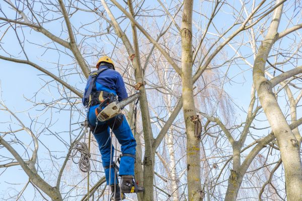 Cost of Large Tree Trimming in Herndon
