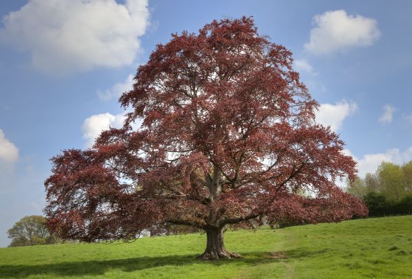 Cost of Beech Tree Pruning in Herndon