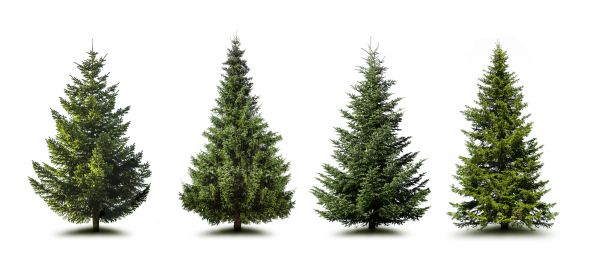Cost of Pine Tree Trimming in Herndon